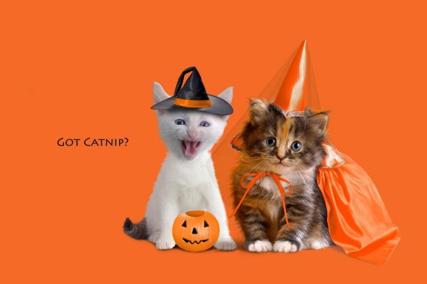 Halloween Cat HD Wallpaper free download 3