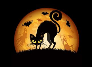 Halloween Cat Wallpaper 2