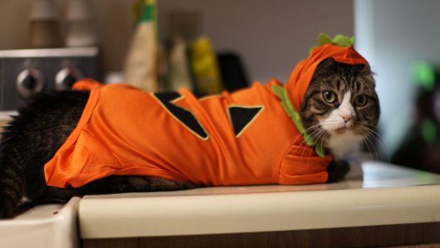 Halloween Cat Wallpaper HD | PixelsTalk.Net