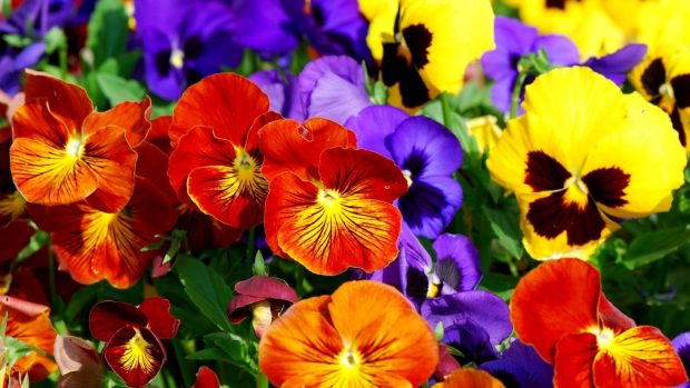 Hd Colorful Flowers Wallpapers.