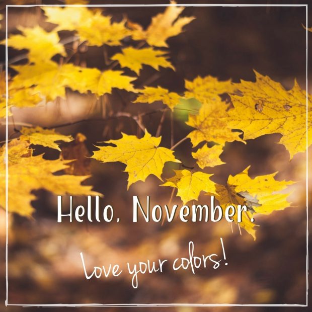 Hello November Image yellow maple leaves.