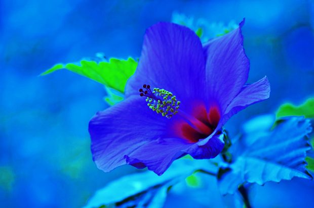 Hibiscus Wallpapers HD.