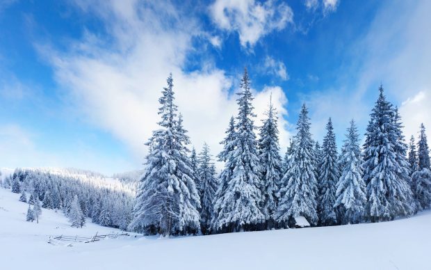 High trees and Snow.