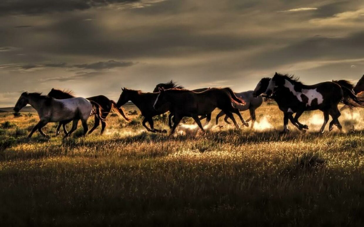 Wild Wallpaper HD - PixelsTalk