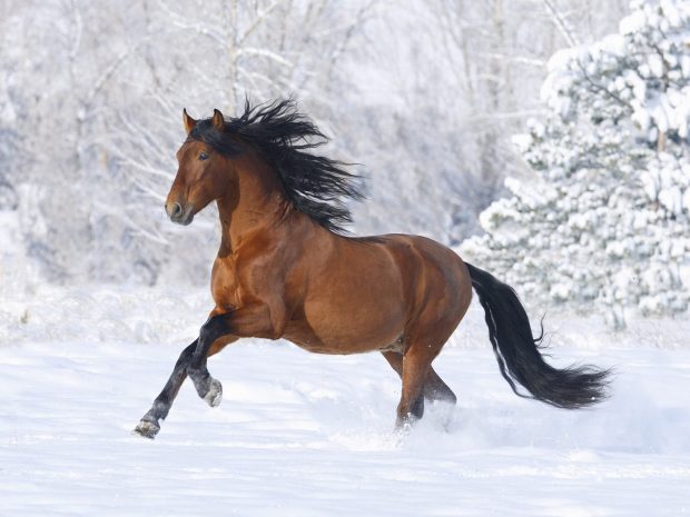 Horse on the snow