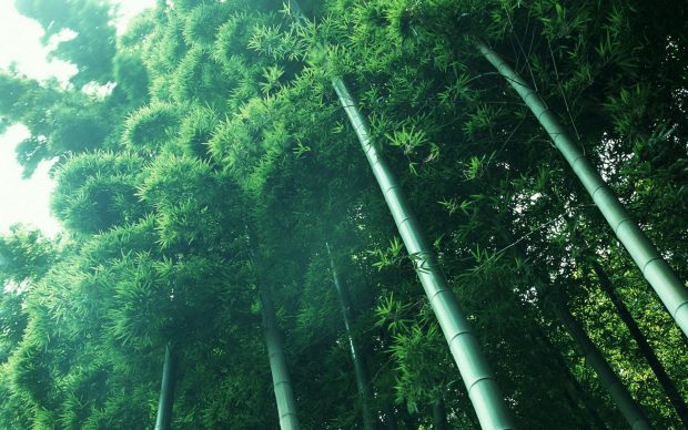 Images HD Bamboo Forest.