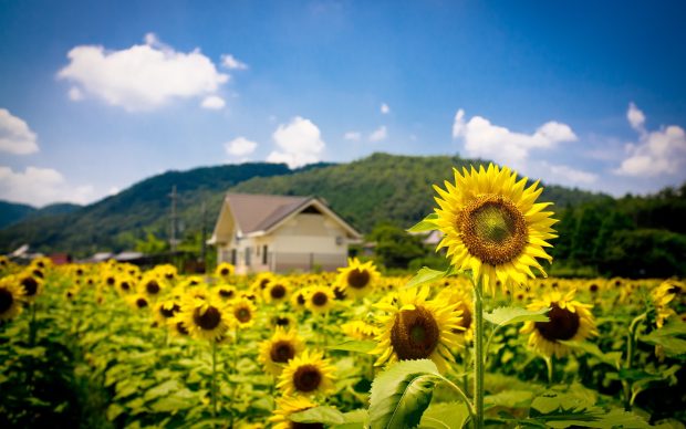 Images Sunflower Download.