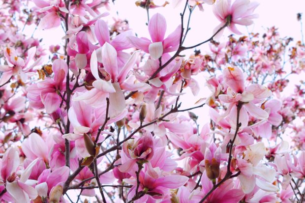 Images  magnolia download.