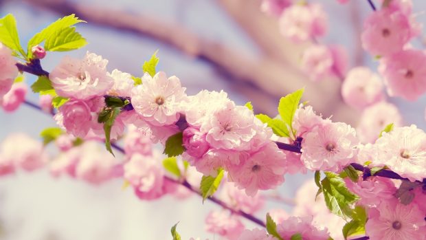 Japanese Cherry Blossom 1920x1080.
