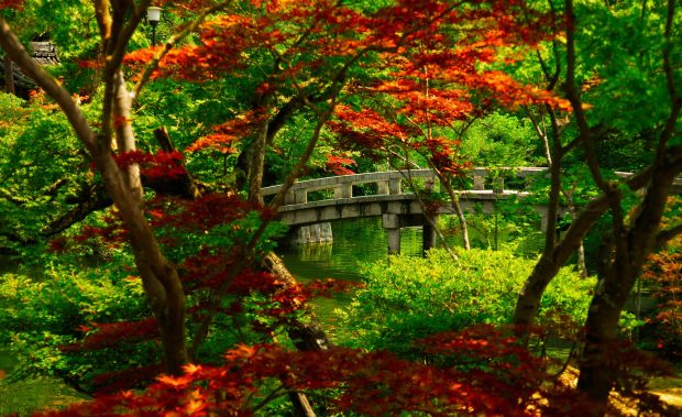 Japanese garden kyoto wallpaper 1920x1200.