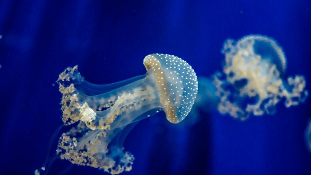 Jellyfish underwater sea 3840x2160.