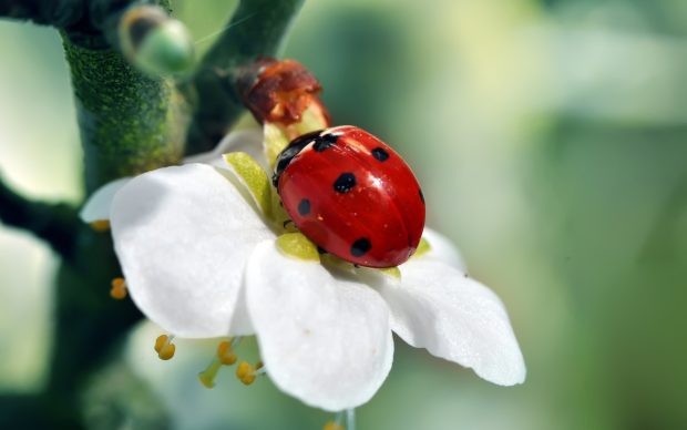 Lady-Bug-Backgrounds