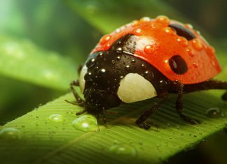 Lady-Bug-Wallpaper-HD