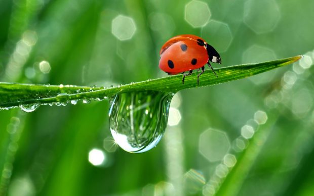 Lady-Bug-Water-Leaves-Pictures