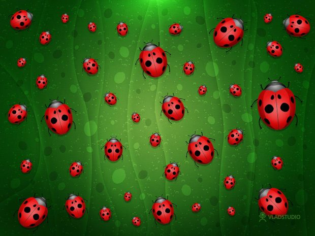 Ladybug-Twitter-Backgrounds-HD
