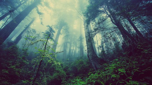 Landscapes nature jungle forest trees plants fog tall trees 3840x2152.