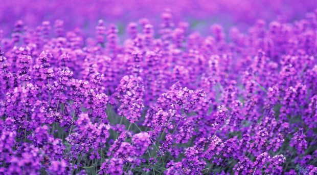 Lavender flowers drawing backgrounds.