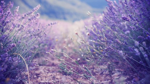 Lavender flowers images.