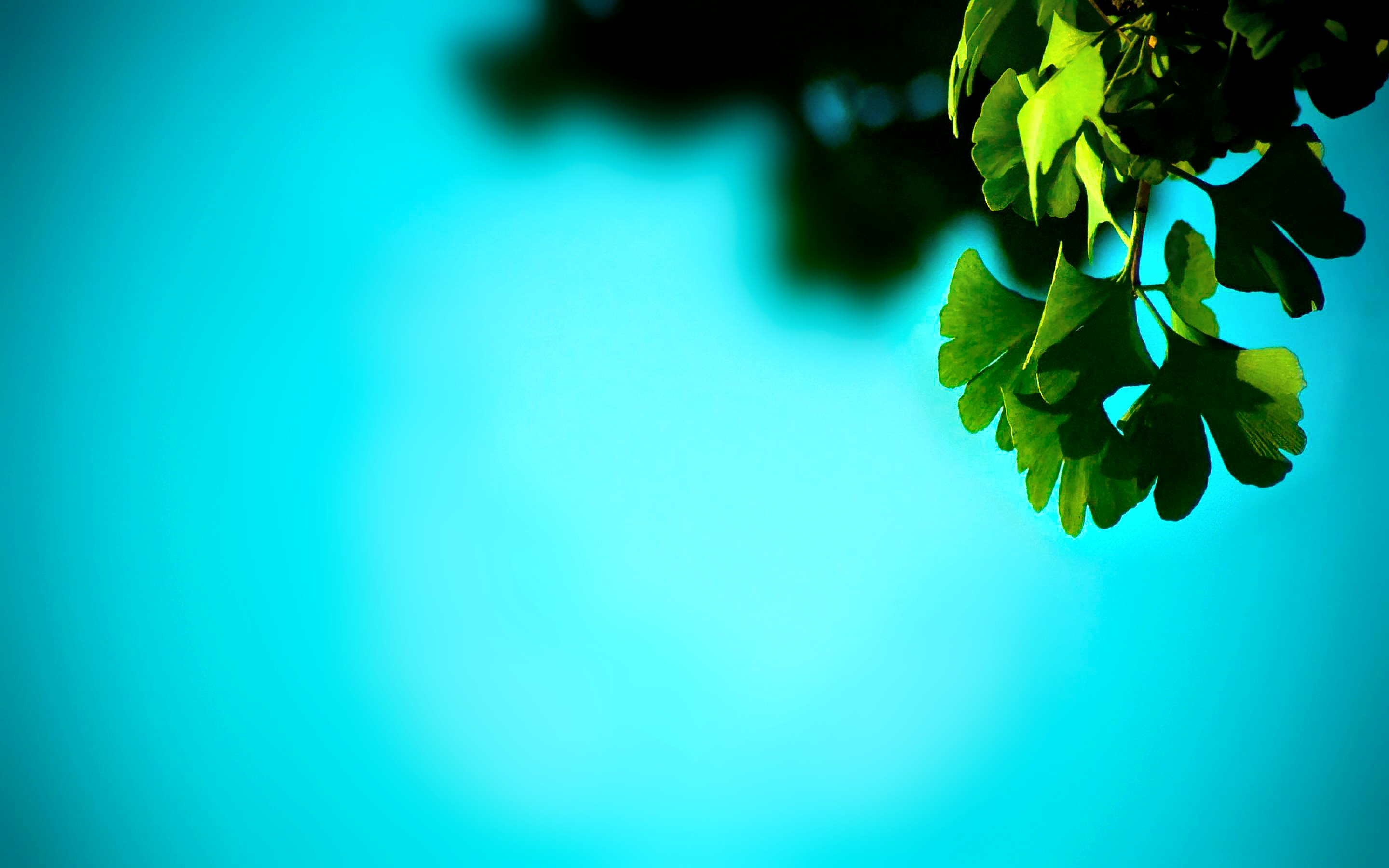 Зеленый листок на голубом фоне бесплатно