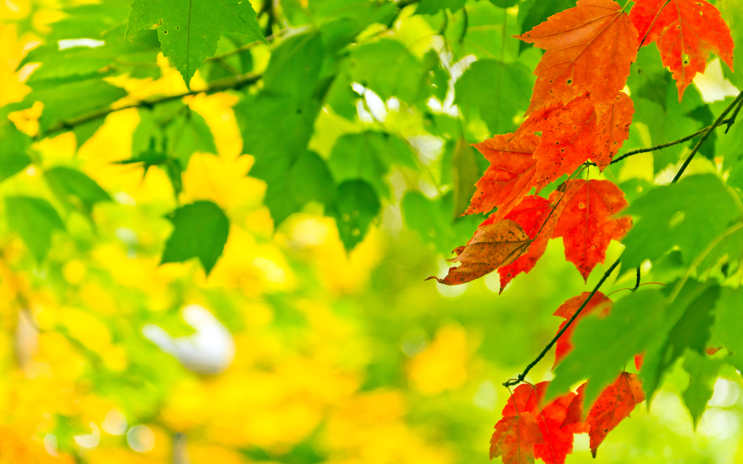 Leaf Backgrounds HD 