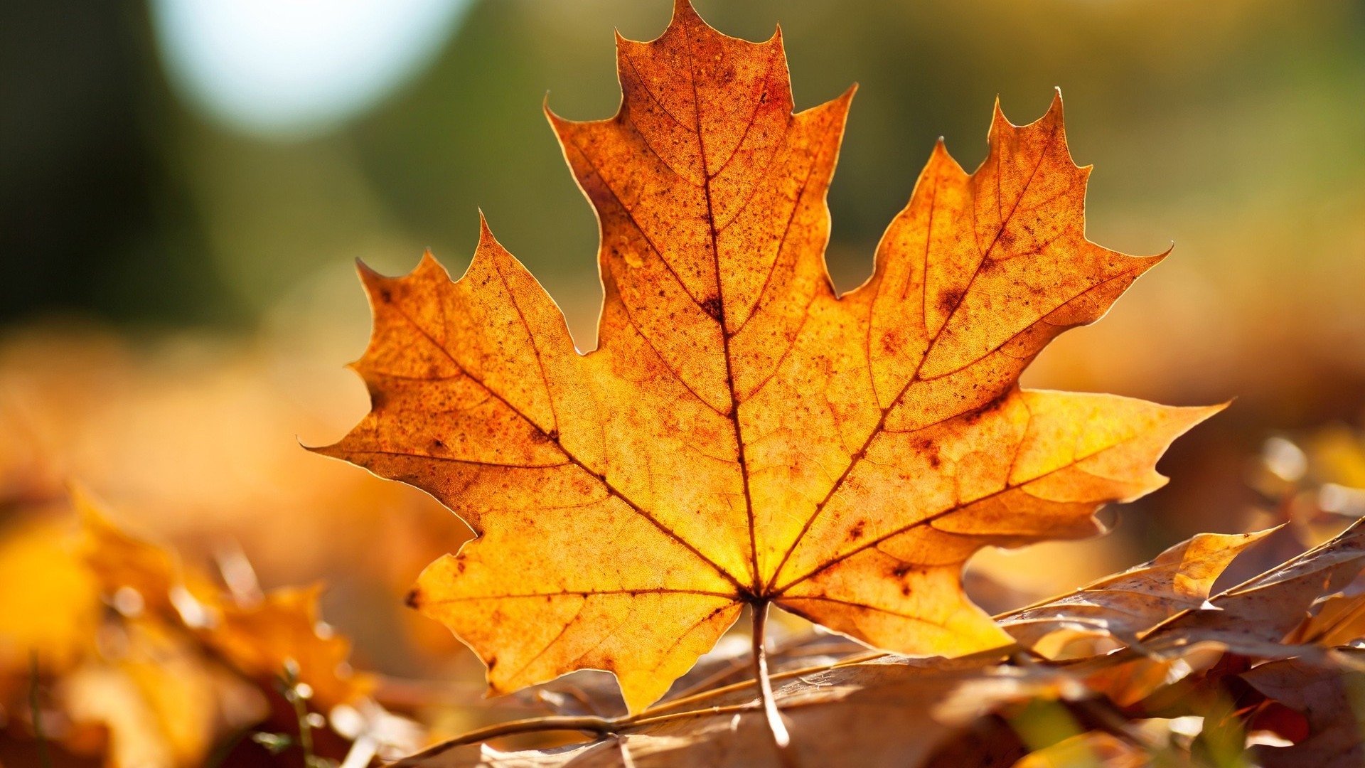 500 Maple Leaf Pictures HD  Download Free Images on Unsplash