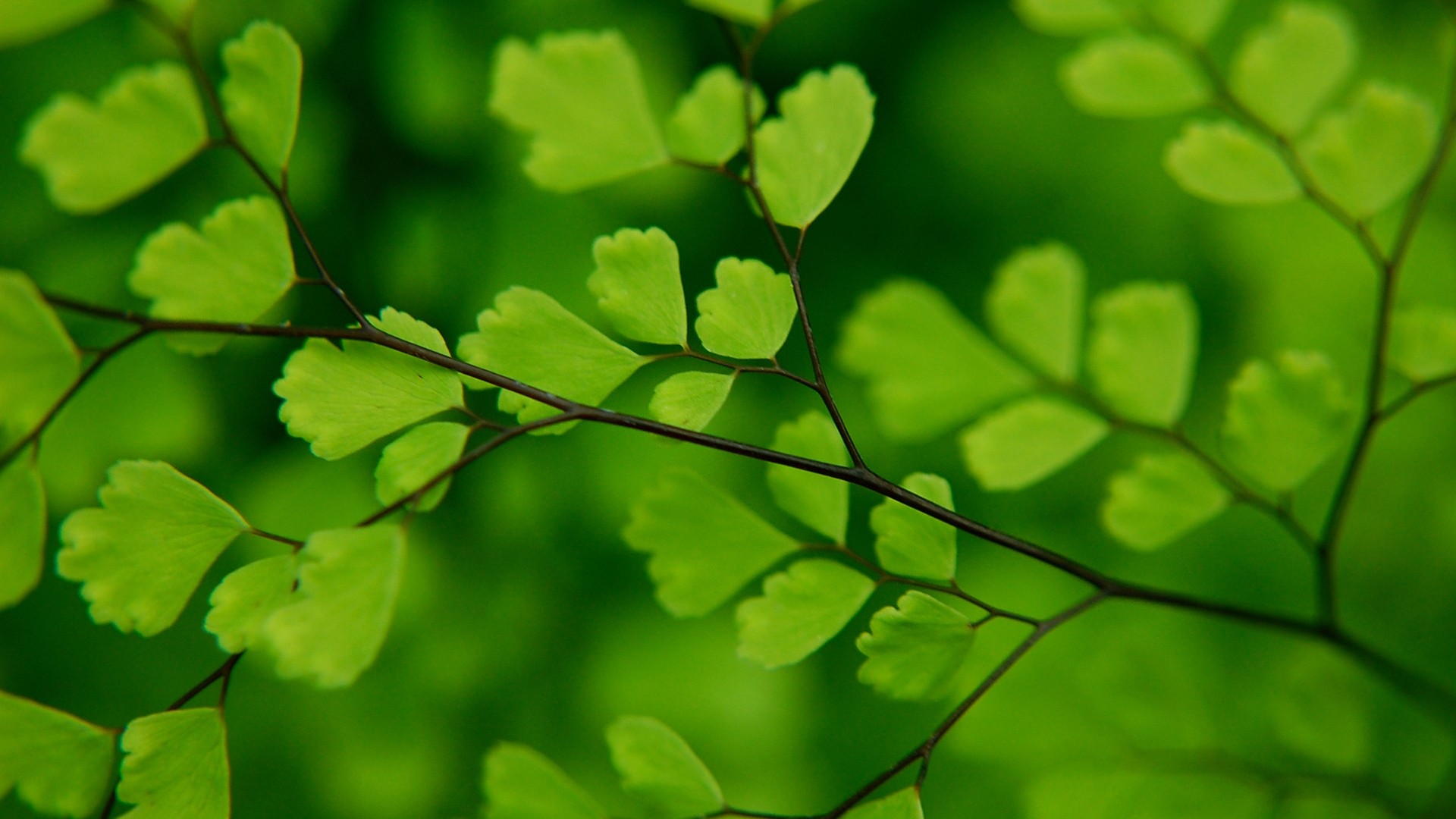 Leaf Wallpaper HD Free Download - PixelsTalk.Net