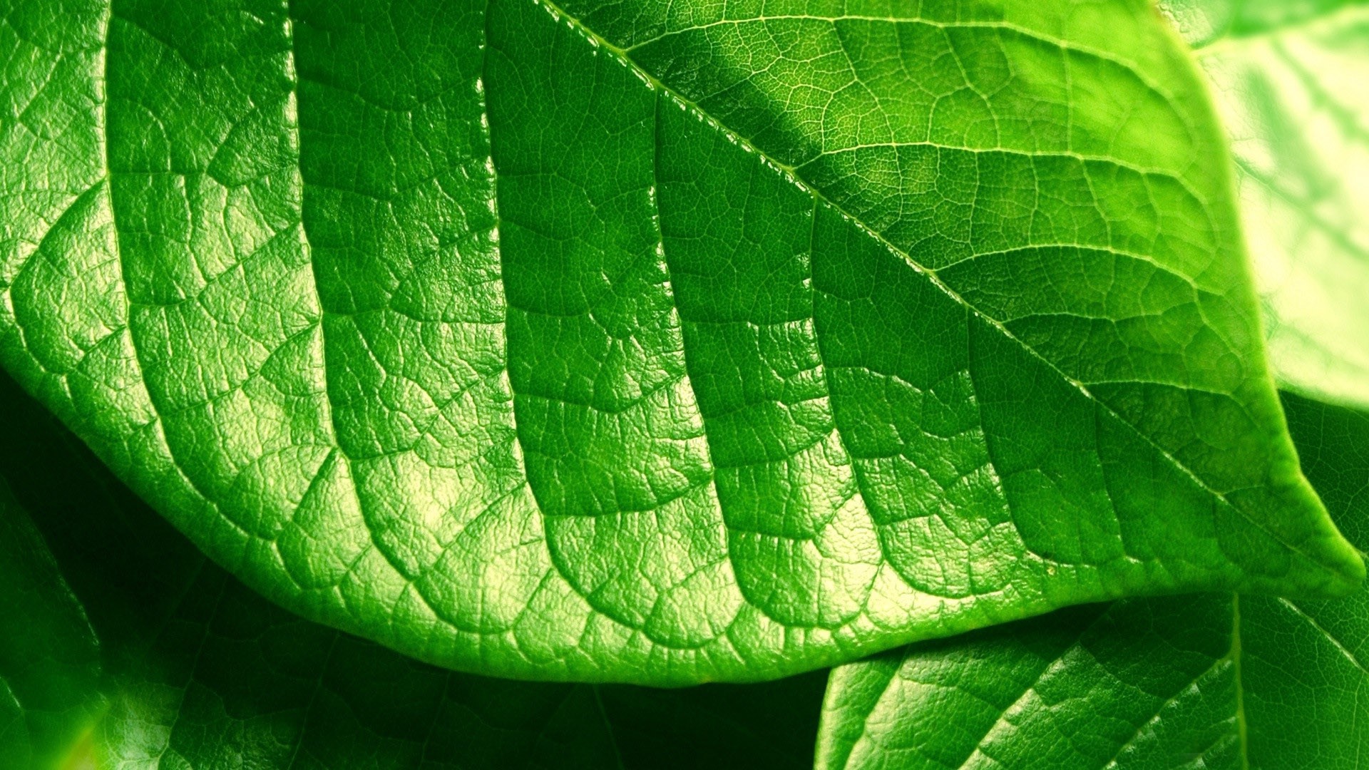 Leaf Wallpaper HD Free Download