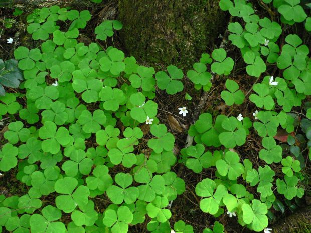 Leaves nature clover plants green wallpaper background.