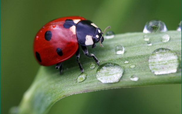 Leaves-water-ladybug-wallpapers