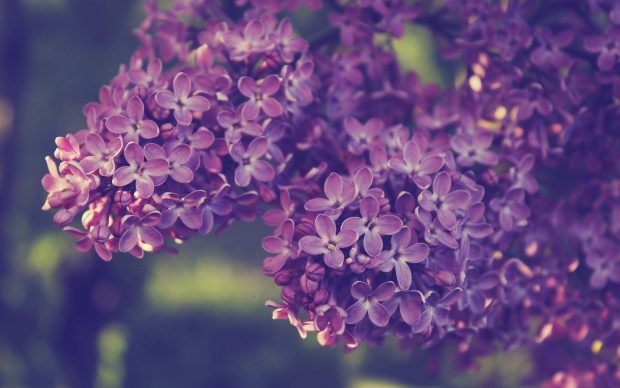 Lilac Backgrounds HD.