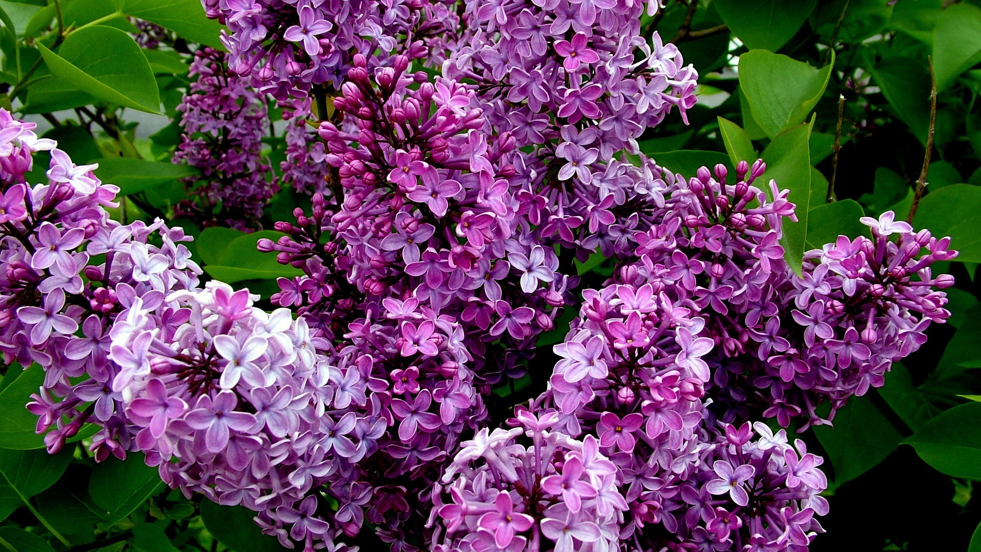 Lilac  Purple Lilac Flower Wallpaper Download  MobCup