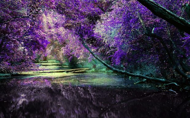 Lilac bush wallpaper hd.
