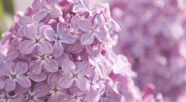 Lilac flower drawing wallpaper hd.