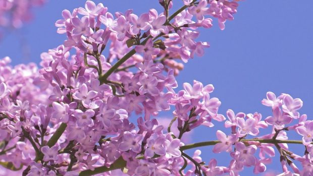 Lilac tree wallpaper hd.