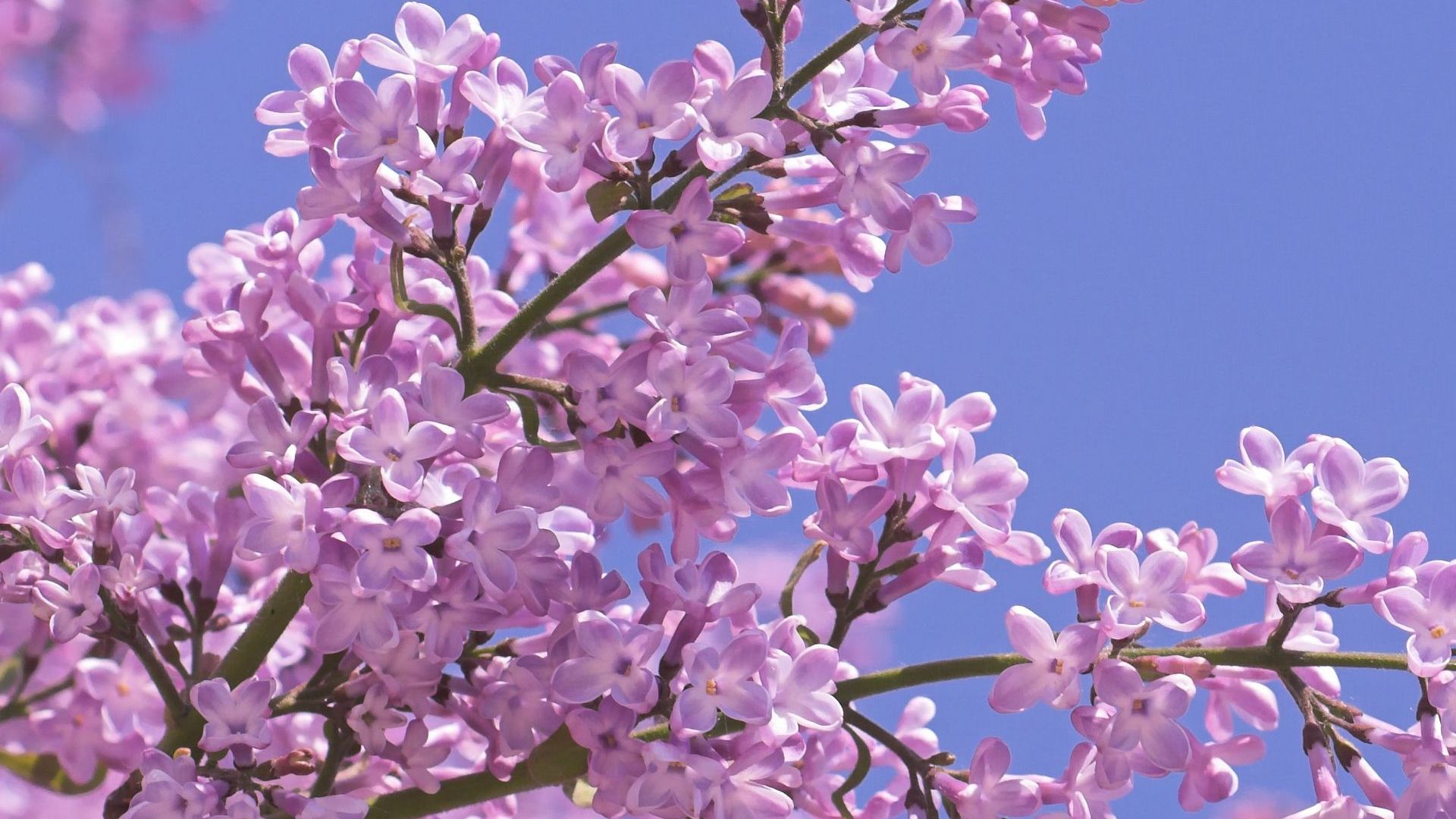 HD Lilac  Wallpapers  Free Download PixelsTalk Net