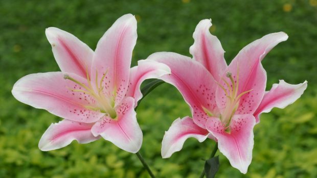 flower stargazer wallpaper widescreen lily flowers.