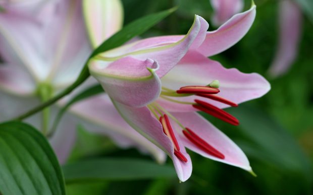Lily Flowers High Definition Download.