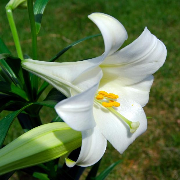Lily Flowers High quality wallpapers hd.
