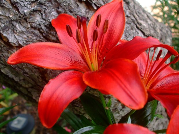 Lily Flowers Pictures.