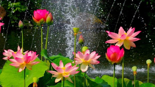 Lotus Flower Wallpaper HD Download Of Pink Lotus Flower 1920x1080.