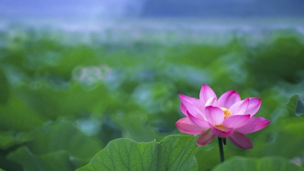 Lotus flower buddha tattoo wallpaper hd.