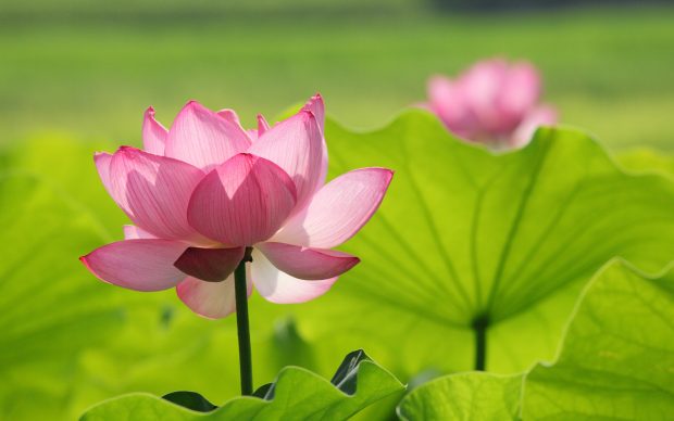 Lotus wallpaper HD.