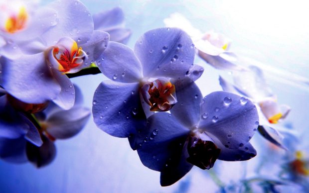 Lovely orchid hd wallpapers.
