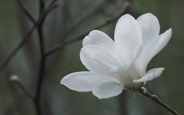 Magnolia Wallpaper HD Download Free.