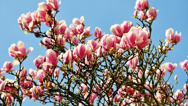 Magnolia blossoms twigs spring sky backgrounds 1920x1080.