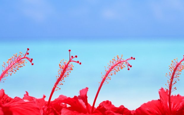 Maldives hibiscus flowers 1920x1200.