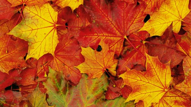 Maple leaf wallpaper hd.