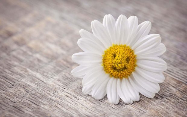 Mood flower daisy smile wallpaper.