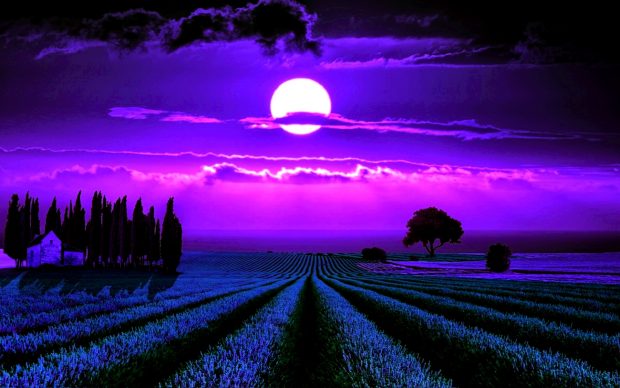 Moonlight Lavender Pictures 1920x1200.