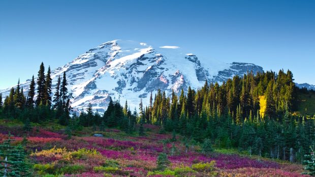 Mount adams 2560x1440 mount rainier national park 4k.